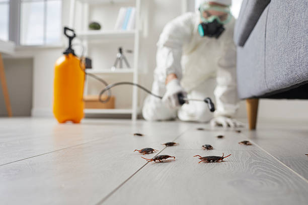 Post-Treatment Bed Bug Interceptor Monitoring in Custer